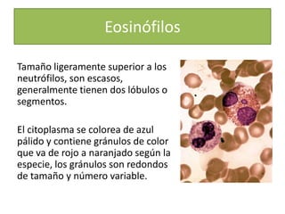 Tamaño ligeramente superior a los
neutrófilos, son escasos,
generalmente tienen dos lóbulos o
segmentos.
El citoplasma se colorea de azul
pálido y contiene gránulos de color
que va de rojo a naranjado según la
especie, los gránulos son redondos
de tamaño y número variable.
Eosinófilos
 