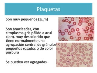 Son muy pequeños (3μm)
Son anucleadas, con
citoplasma gris pálido a azul
claro, muy descolorido que
tiene normalmente una
agrupación central de gránulos
pequeños rosados o de color
púrpura
Se pueden ver agregadas
Plaquetas
 