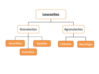 Leucocitos
Granulocitos Agranulocitos
Neutrófilos
Eosinófilos
Basófilos Linfocitos Macrófagos
 
