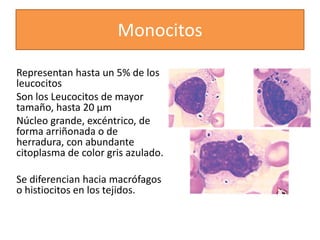 Representan hasta un 5% de los
leucocitos
Son los Leucocitos de mayor
tamaño, hasta 20 μm
Núcleo grande, excéntrico, de
forma arriñonada o de
herradura, con abundante
citoplasma de color gris azulado.
Se diferencian hacia macrófagos
o histiocitos en los tejidos.
Monocitos
 
