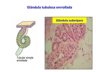 Glándula sudorípara
Glándula tubulosa enrrollada
 