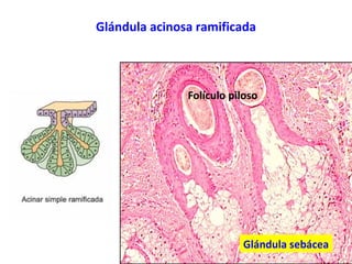 Glándula acinosa ramificada
Glándula sebácea
Folículo piloso
 