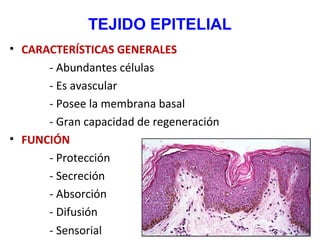 TEJIDO EPITELIAL
• CARACTERÍSTICAS GENERALES
- Abundantes células
- Es avascular
- Posee la membrana basal
- Gran capacida...