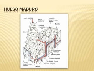 HUESO MADURO
 