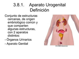 3.8.1. Aparato Urogenital
Definición
Conjunto de estructuras
cercanas, de origen
embriológico común y
que comparten
algunas estructuras,
con 2 aparatos
distintos:
- Órganos Urinarios
- Aparato Genital
 