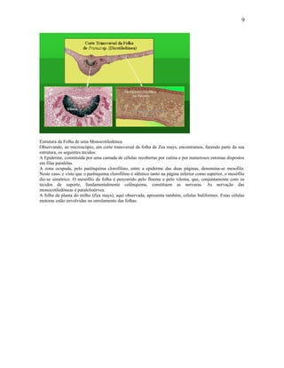9




Estrutura da Folha de uma Monocotiledónea
Observando, ao microscópio, um corte transversal da folha de Zea mays, encontramos, fazendo parte da sua
estrutura, os seguintes tecidos:
A Epiderme, constituída por uma camada de células recobertas por cutina e por numerosos estomas dispostos
em filas paralelas.
A zona ocupada, pelo parênquima clorofilino, entre a epiderme das duas páginas, denomina-se mesofilo.
Neste caso, e visto que o parênquima clorofilino é idêntico tanto na página inferior como superior, o mesófilo
diz-se simétrico. O mesófilo da folha é percorrido pelo floema e pelo xilema, que, conjuntamente com os
tecidos de suporte, fundamentalmente colênquima, constituem as nervuras. As nervação das
monocotiledóneas é paralelinérvea.
A folha da planta do milho (Zea mays), aqui observada, apresenta também, células buliformes. Estas células
motoras estão envolvidas no enrolamento das folhas.
 