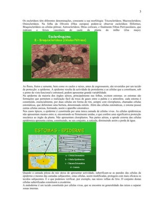 3

Os esclerídeos têm diferentes denominações, consoante a sua morfologia: Tricosclerídeos; Macrosclerídeos;
Osteoclerídeos. Na folha da Oliveira (Olea europea) podem-se observar esclerídeos filiformes;
Braquisclerídeos ou células pétreas; Astrosclerídeos; fibras corticais; e finalmente Fibras Perivasculares, que
rodeiam     o     feixes    vasculares     do     caule     da      planta     do    milho      (Zea    mays).




As flores, frutos e semente, bem como os caules e raízes, antes de engrossarem, são revestidos por um tecido
de protecção: a epiderme. A epiderme resulta da actividade da protoderme e as células que a constituem, sob
o ponto de vista funcional e estrutural, podem apresentar grande variabilidade.
Na epiderme da maioria dos órgãos aéreos, principalmente nas folhas, existem estomas. os estomas são
formações que permitem a realização fácil da troca de gases entre a palnta e a atmosfera. cada estoma é
constituído, essencialmente, por duas células em forma de rim, sempre com cloroplastos, chamadas células
estomáticas, que delimitam uma bertura, denominada ostíolo. Além das células estomáticas, o estoma possui
outras células anexas, formando, assim o aparelho estomático.
Nos casos típicos, a epiderme é constituída por uma única camada de células vivas. As células epidérmicas
não apresentam meatos entre si, encontrando-se firmemente unidas, o que confere uma significativa protecção
mecânica ao órgão da planta. Não apresentam cloroplastos. Nas partes aéreas, a aprede externa das células
epidérmica apresenta cutina, constituindo, no seu conjunto, a cuticula, diminuindo assim a perda de água.




Quando a camada pilosa da raíz deixa de apresentar actividade, suberificam-se as paredes das células da
epiderme e mesmo das camadas subjacentes. estas células, assim modificadas, protegem com mais eficácia os
tecidos subjacentes. É o que podemos verificar, por exemplo, nas raízes velhas do lírio. O conjunto destas
células suberificadas constituem a exoderme.
A endoderme é um tecido constituído por células vivas, que se encontra na generalidade das raízes a separar
zonas internas.
 
