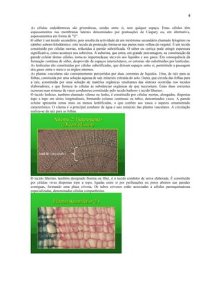 4

As células endodérmicas são prismáticas, unidas entre si, sem qulquer espaço. Estas células têm
espessamentos nas membranas laterais denominados por pontuações de Caspary ou, em alternativa,
espessamentos em forma de "U".
O súber é um tecido secundário, pois resulta da actividade de um meristema secundário chamado felogénio ou
câmbio subero-felodérmico. este tecido de protecção forma-se nas partes mais velhas do vegetal. É um tecido
constituído por células mortas, reduzidas à parede suberificada. O súber ou cortiça pode atingir espessura
significativa, como acontece nos sobreiros. A suberina, que entra, em grande percentagem, na constituição da
parede celular destas células, torna-as imperme&aac ute;veis aos líquidos e aos gases. Em consequência da
formação contínua de súber, desprovido de espaços intercelulares, os estomas são substituídos por lentículas.
As lentículas são constituídas por células suberificadas, que deixam espaços entre si, permitindo a passagem
dos gases entre o meio e os órgãos internos.
As plantas vasculares são constantemente percorridas por duas correntes de líquidos. Uma, da raíz para as
folhas, constiuída por uma solução aquosa de sais minerais extraída do solo. Outra, que circula das folhas para
a raíz, constituída por uma solução de matérias orgânicas resultantes das sínteses ocorridas nos tecidos
elaboradores, e que fornece às células as substâncias orgânicas de que necessitam. Estas duas correntes
ocorrem num sistema de vasos condutores constituído pelo tecido lenhoso e tecido liberino.
O tecido lenhoso, também chamado xilema ou lenho, é constituído por células mortas, alongadas, dispostas
topo a topo em séries longitudinais, formando colunas contínuas ou tubos, denominados vasos. A parede
celular apresenta zonas mais ou menos lenhificadas, o que confere aos vasos o aspecto ornamentado
característico. O xilema é o principal condutor de água e sais minerais das plantas vasculares. A circulação
realiza-se da raíz para as folhas.




O tecido liberino, também designado floema ou líber, é o tecido condutor de seiva elaborada. É constituído
por células vivas dispostas topo a topo, ligadas entre si por perfurações ou poros abertos nas paredes
contíguas, formando uma placa crivosa. Os tubos crivosos estão associadas a células parenquimatosas
especializadas, denominadas células companheiras.
 