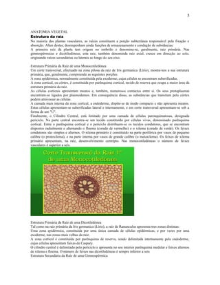 5


ANATOMIA VEGETAL
Estrutura da raíz
Na maioria das plantas vasculares, as raízes constituem a porção subterrânea responsável pela fixação e
absorção. Além destas, desempenham ainda funções de armazenamento e condução de substâncias.
A primeira raíz da planta tem origem no embrião e denomina-se, geralmente, raiz primária. Nas
gimnospérmicas e dicotiledóneas, esta raiz, também denominda raíz axial, cresce em direcção ao solo,
originando raízes secundárias ou laterais ao longo do seu eixo.

Estrutura Primária da Raíz de uma Monocotiledónea
Um corte transversal, efectuado na zona pilosa da raíz de Iris germanica (Lírio), mostra-nos a sua estrutura
primária, que, geralmente, compreende as seguintes porções:
A zona epidérmica, normalmente constituída pela exoderme, cujas células se encontram suberificadas.
A zona cortical, ou córtex, é constituída por parênquima cortical, tecido de reserva que ocupa a maior área da
estrutura primária da raíz.
As células corticais apresentam meatos e, também, numerosos contactos entre si. Os seus protoplasmas
encontram-se ligados por plasmodemos. Em consequência disso, as substâncias que transitam pelo córtex
podem atravessar as células.
A camada mais interna da zona cortical, a endoderme, dispõe-se de modo compacto e não apresenta meatos.
Estas células apresentam-se suberificadas lateral e internamente, e em corte transversal apresentam-se sob a
forma de um "U".
Finalmente, o Cilindro Central, está limitado por uma camada de células parenquimatosas, designada
periciclo. Na parte central encontra-se um tecido constituído por células vivas, denominado parênquima
cortical. Entre o parênquima cortical e o periciclo distribuem-se os tecidos condutores, que se encontram
dispostos radialmente e alternando o floema (corado de vermelho) e o xilema (corado de verde). Os feixes
condutores são simples e alternos. O xilema primário é constituído na parte periférica por vasos de pequeno
calibre (o protoxilema), e na parte interna por vasos de grande calibre (o metaxilema). Os feixes de xilema
primário apresentam, na raíz, desenvolvimento centrípto. Nas monocotiledóneas o número de feixes
vasculares é superior a seis.




Estrutura Primária da Raíz de uma Dicotiledónea
Tal como na raíz primária da Iris germanica (Lírio), a raíz de Ranunculus apresenta tres zonas distintas:
Uma zona epidérmica, constituída por uma única camada de células epidérmicas, e por vezes por uma
exoderme, nas zonas mais velhas da raíz.
A zona cortical é constituída por parênquima de reserva, sendo delimitada internamente pela endoderme,
cujas células apresentam faixas de Caspary.
O cilindro central é delimitado pelo periciclo e apresenta no seu interior parênquima medular e feixes alternos
de xilema e floema. O número de feixes nas dicotiledóneas é sempre inferior a seis
Estrutura Secundária da Raíz de uma Gimnospérmica
 