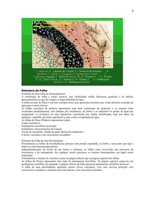 8




Estrutura da Folha
Estrutura de uma Folha de Gimnospérmica
A morfologia da folha é muito variável. esta varibilidade reflete diferenças genéticas e de habitat,
particularmente no que diz respeito à disponibilidade de água.
A folha acicular do Pinus é um bom exemplo disso, pois apresenta estruturas que visam diminuir as perdas de
água para o meio exterior.
As folhas aciculares do pinheiro apresentam uma forte cutinização da epiderme, e os estomas estão
localizados profundamente, sob câmaras pré estomáticas, de forma a se reduzirem as perdas de água por
transpiração. A existência de uma hipoderme, constituída por células lenhificadas, logo por baixo da
epiderme, contribui, de forma significativa, para evitar a evaporação de água.
As folhas de Pinus (Pinheiro) apresentam aínda:
Canais resiníferos;
Parênquima clorofilino encaixado;
Endoderme com pontuações de Caspary
Tecido de transfusão, situado na parte interior da endoderme;
E feixes vasculares com crescimento secundário.

Estrutura da Folha de uma Dicotiledónea
Normalmente as folhas de dicotiledóneas possuem uma porção expandida, ou limbo, e uma parte que liga o
limbo ao caule denominada pecíolo.
Independentemente da forma da sua forma e estrutura, as folhas estão envolvidas nos processos da
fotossíntese e da transparição. Em qualquer destes processos os estomas desempenham um papel muito
importante.
Normalmente o número de estomas é maior na página inferior que na página superior das folhas.
As folhas de Prunus apresentam dois tipos de parênquima clorofilino. Na página superior surge-nos um
parênquima clorofilino em paliçada. A página inferior da folha apresenta parênquima clorofilino lacunoso
A folha de uma dicotiledónea apresenta muitos feixes vasculares, com uma nervura principal com
crescimento secundário e inúmeras nervuras laterais, com crescimento primário.
 