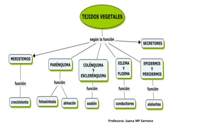 45+ Mapa Conceptual De Tejidos Vegetales Background Diente
