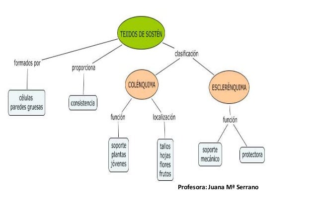 Histología vegetal