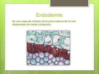 Visu Histología vegetal | PPTX