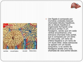  Um fígado é composto por
inúmeras unidades básicas
chamadas lóbulos hepáticos,
ele (o lóbulo hepático) é
organizado formando uma
estrutura similar À um
hexágono, sendo que em cada
vértice encontramos uma
estrutura chamada trato portal,
que é composta por um ramo
da veia porta, um ramo da
artéria hepática e um ramo de
um ducto biliar, estas estruturas
se apóiam em um tecido
conjuntivo, e no centro do
hexágono existe uma veia,
chamada de veia centro lobular.
 