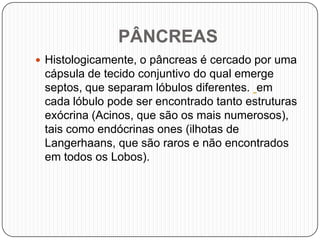 PÂNCREAS
 Histologicamente, o pâncreas é cercado por uma
cápsula de tecido conjuntivo do qual emerge
septos, que separam lóbulos diferentes. em
cada lóbulo pode ser encontrado tanto estruturas
exócrina (Acinos, que são os mais numerosos),
tais como endócrinas ones (ilhotas de
Langerhaans, que são raros e não encontrados
em todos os Lobos).
 