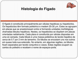 Histologia do Figado
O fígado é constituído principalmente por células hepáticas ou hepatócitos.
Os hepatócitos têm formato poliédrico e medem 20-30 m. Estes se agrupam
em placas que se anastomosam entre si formando unidades morfológicas
chamadas lóbulos hepáticos. Nestes, os hepatócitos se dispõem em placas
orientadas radialmente. Cada placa é constituída por células dispostas em
uma só camada. Cada lóbulo é uma massa poliédrica de tecido hepático de
cerca de 0.7 por 2 mm de tamanho. Os lóbulos se encostam uns nos outros
em quase toda sua extensão. No entanto, em algumas regiões, os lóbulos
ficam separados por tecido conjuntivo e vasos. Estas regiões ocupam os
cantos do poliedro e recebem o nome de espaços-porta.
 