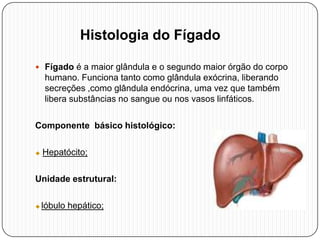  Fígado é a maior glândula e o segundo maior órgão do corpo
humano. Funciona tanto como glândula exócrina, liberando
secreções ,como glândula endócrina, uma vez que também
libera substâncias no sangue ou nos vasos linfáticos.
Componente básico histológico:
◆ Hepatócito;
Unidade estrutural:
◆ lóbulo hepático;
Histologia do Fígado
 