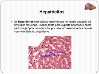 Hepatócitos
 Os hepatócitos são células encontradas no fígado capazes de
sintetizar proteínas, usadas tanto para exporta hepatócito como
para sua própria manutenção, por isso torna-se uma das células
mais versáteis do organismo.
 