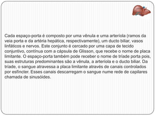 Cada espaço-porta é composto por uma vênula e uma arteríola (ramos da
veia porta e da artéria hepática, respectivamente), um ducto biliar, vasos
linfáticos e nervos. Este conjunto é cercado por uma capa de tecido
conjuntivo, contínua com a cápsula de Glisson, que recebe o nome de placa
limitante. O espaço-porta também pode receber o nome de tríade porta pois,
suas estruturas predominantes são a vênula, a arteríola e o ducto biliar. Da
tríade, o sangue atravessa a placa limitante através de canais controlados
por esfíncter. Esses canais descarregam o sangue nume rede de capilares
chamada de sinusóides.
 