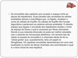  Os sinusóides são capilares que ocupam o espaço entre as
placas de hepatócitos. Suas paredes são revestidas de células
endoteliais típicas e macrófagos que, no fígado, recebem o
nome de células de Kupffer. As células de Kupffer têm função
fagocitária e pertencem ao sistema retículo endotelial. O estreito
espaço que separa o sinusóide dos hepatócitos recebe o nome
de espaço de Disse o qual é composto por fibras reticulares.
Devido à sua reduzida dimensão só pode ser melhor estudado
com o advento da microscopia eletrônica. Um terceiro tipo de
célula na parede do sinusóide é a chamada célula de Ito ou
“célula gorda” que, supostamente, teria um papel na
fibrogênese. Os capilares sinusóides desembocam em uma veia
localizada no centro do lóbulo chamada veia centrolobular a qual
é o ramo inicial da veia hepática.
 