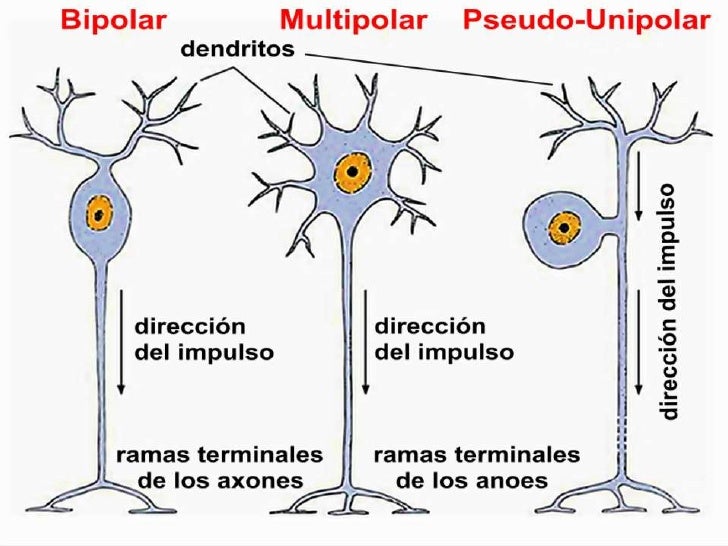 Resultado de imagen para clases de neuronas segun el numero de prolongaciones