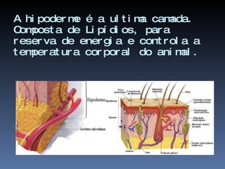A hipoderme é a ultima camada. Composta de Lipídios, para reserva de energia e controla a temperatura corporal do animal. 