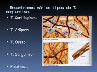 Encontramos vários tipos de T. conjuntivo: T. Cartilaginoso T. Adiposo T. Ósseo T. Sangüíneo E outros... 
