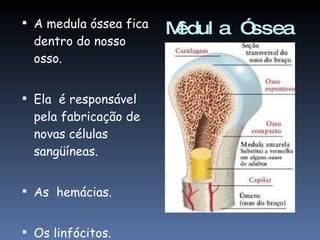 Mêdula Óssea A medula óssea fica dentro do nosso osso. Ela  é responsável pela fabricação de novas células sangüíneas. As  hemácias. Os linfócitos. 