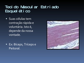 Tecido Muscular Estriado Esquelético Suas células tem contração rápida e voluntária. Isto é, depende da nossa vontade. Ex: Bíceps, Tríceps e Peitoral. 