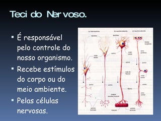 Tecido Nervoso. É responsável pelo controle do nosso organismo. Recebe estímulos do corpo ou do meio ambiente. Pelas células nervosas. 