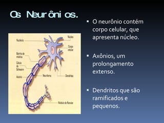 Os Neurônios. O neurônio contém corpo celular, que apresenta núcleo. Axônios, um prolongamento extenso. Dendritos que são ramificados e pequenos. 