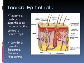 Tecido Epitelial. Reveste e protege a superfície do corpo  e órgãos, contra  a desidratação. Contém 3 camadas: Epiderme, Derme e Hipoderme. 