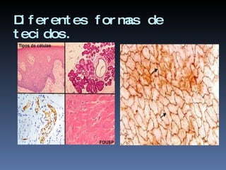 Diferentes formas de tecidos. 