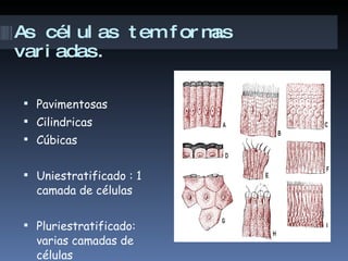 As células tem formas variadas. Pavimentosas Cilindricas Cúbicas Uniestratificado : 1 camada de células Pluriestratificado: varias camadas de células 