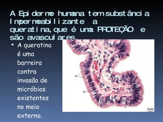 A Epiderme humana tem substância Impermeabilizante  a queratina,que é uma PROTEÇÃO  e são avasculares.  A queratina é uma barreira contra invasão de micróbios existentes no meio externo . 