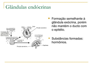 Glândulas endócrinas Formação semelhante à glândula exócrina, porém não mantém o ducto com o epitélio. Substâncias formadas: hormônios. 