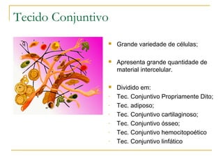 Tecido Conjuntivo Grande variedade de células; Apresenta grande quantidade de material intercelular. Dividido em: Tec. Conjuntivo Propriamente Dito; Tec. adiposo; Tec. Conjuntivo cartilaginoso; Tec. Conjuntivo ósseo; Tec. Conjuntivo hemocitopoético Tec. Conjuntivo linfático 