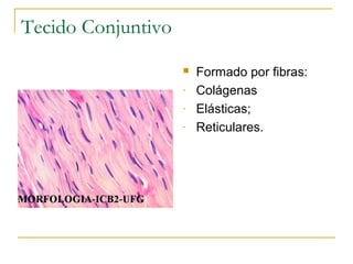 Tecido Conjuntivo Formado por fibras: Colágenas Elásticas; Reticulares. 