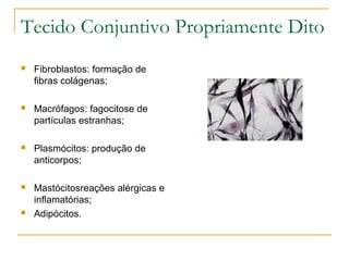 Tecido Conjuntivo Propriamente Dito Fibroblastos: formação de fibras colágenas;  Macrófagos: fagocitose de partículas estranhas; Plasmócitos: produção de anticorpos; Mastócitosreações alérgicas e inflamatórias; Adipócitos. 