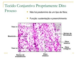 Não há predomínio de um tipo de fibra; Função: sustentação e preenchimento Tecido Conjuntivo Propriamente Dito Frouxo 