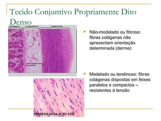 Tecido Conjuntivo Propriamente Dito Denso Não-modelado ou fibroso: fibras colágenas não apresentam orientação determinada (derme) Modelado ou tendinoso: fibras colágenas dispostas em feixes paralelos e compactos – resistentes à tensão 