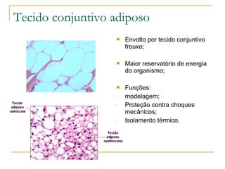 Tecido conjuntivo adiposo Envolto por tecido conjuntivo frouxo; Maior reservatório de energia do organismo; Funções:  modelagem; Proteção contra choques mecânicos; Isolamento térmico. 