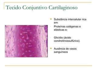 Tecido Conjuntivo Cartilaginoso Substância intercelular rica em: Proteínas colágenas e elásticas e; Glicídio (ácido condroitinossulfúrico). Ausência de vasos sanguíneos 