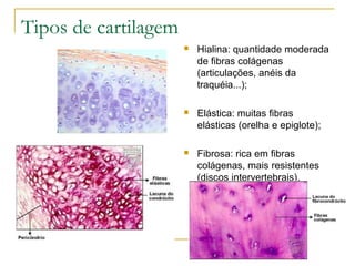 Tipos de cartilagem  Hialina: quantidade moderada de fibras colágenas (articulações, anéis da traquéia...); Elástica: muitas fibras elásticas (orelha e epiglote); Fibrosa: rica em fibras colágenas, mais resistentes (discos intervertebrais). 