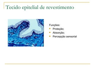 Tecido epitelial de revestimento Funções: Proteção; Absorção; Percepção sensorial 