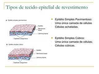 Tipos de tecido epitelial de revestimento Epitélio Simples Pavimentoso: Uma única camada de células Células achatadas. Epitélio Simples Cúbico: Uma única camada de células; Células cúbicas. 