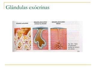 Glândulas exócrinas 
