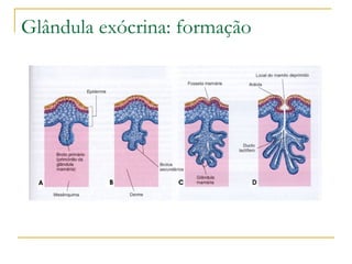Glândula exócrina: formação 