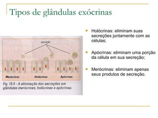 Tipos de glândulas exócrinas Holócrinas: eliminam suas secreções juntamente com as células; Apócrinas: eliminam uma porção da célula em sua secreção; Merócrinas: eliminam apenas seus produtos de secreção. 