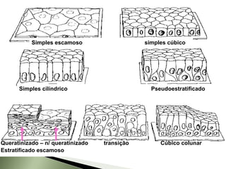 Simples escamoso simples cúbico Simples cilíndrico   Pseudoestratificado Queratinizado – n/ queratinizado   transição  Cúbico colunar Estratificado escamoso 